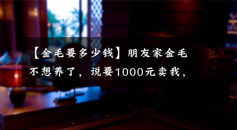 【金毛要多少錢】朋友家金毛不想養(yǎng)了，說要1000元賣我，這朋友還能交嗎？