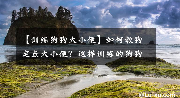 【訓(xùn)練狗狗大小便】如何教狗定點(diǎn)大小便？這樣訓(xùn)練的狗狗太聽話了！