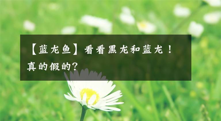 【藍龍魚】看看黑龍和藍龍！真的假的？