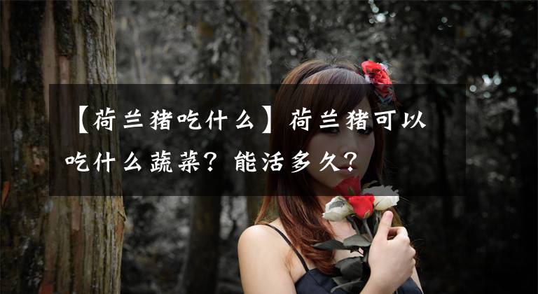 【荷蘭豬吃什么】荷蘭豬可以吃什么蔬菜？能活多久？