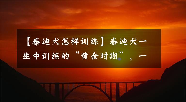 【泰迪犬怎樣訓練】泰迪犬一生中訓練的“黃金時期”，一旦錯過，就很難教了