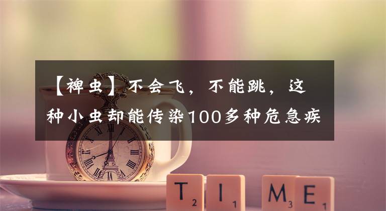 【裨蟲】不會飛，不能跳，這種小蟲卻能傳染100多種危急疾病，夏季要嚴(yán)防