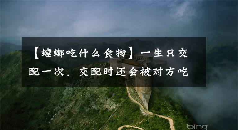 【螳螂吃什么食物】一生只交配一次，交配時還會被對方吃掉，雄螳螂的價值只是交配嗎