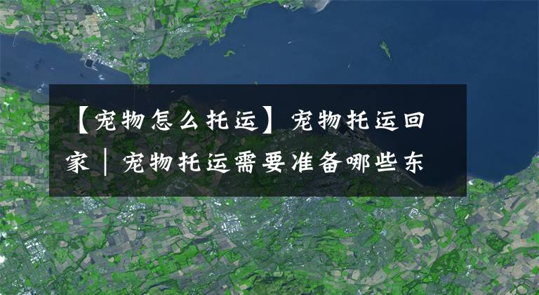 【寵物怎么托運】寵物托運回家｜寵物托運需要準(zhǔn)備哪些東西