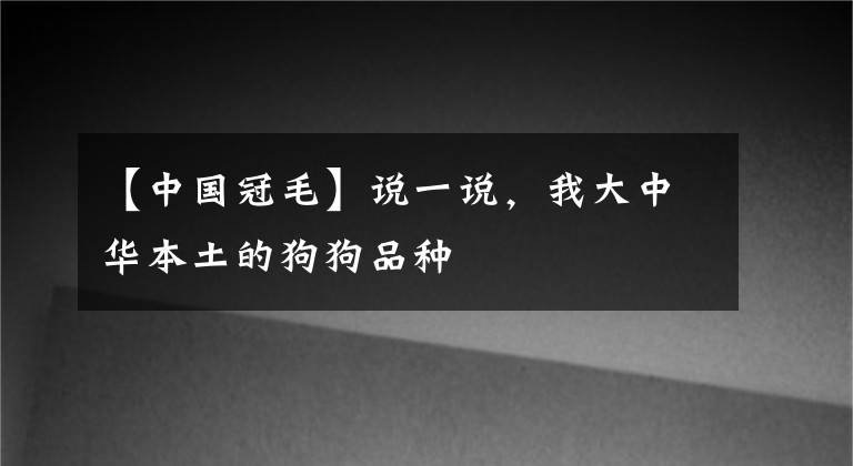 【中國(guó)冠毛】說一說，我大中華本土的狗狗品種