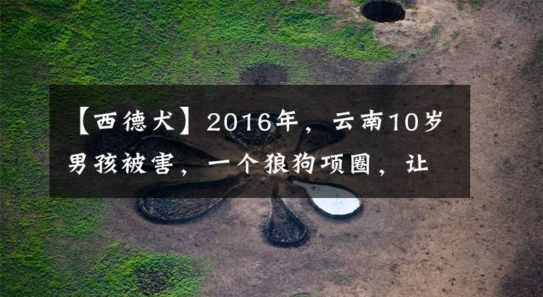 【西德犬】2016年，云南10歲男孩被害，一個狼狗項圈，讓警方揪出幕后兇手