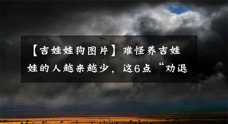 【吉娃娃狗圖片】難怪養(yǎng)吉娃娃的人越來越少，這6點“勸退”了很多人