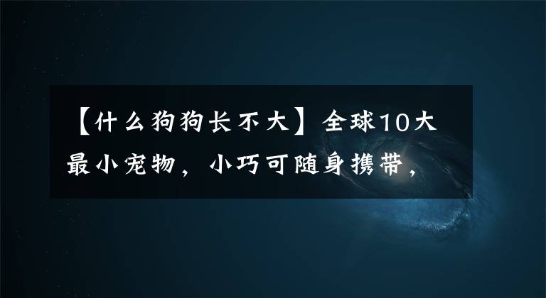 【什么狗狗長(zhǎng)不大】全球10大最小寵物，小巧可隨身攜帶，第三個(gè)《瘋狂動(dòng)物城》原型