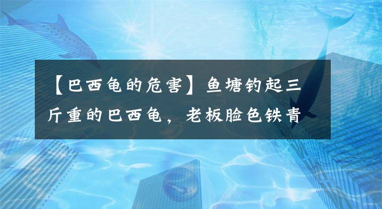 【巴西龜?shù)奈：Α眶~塘釣起三斤重的巴西龜，老板臉色鐵青思索良久后破口大罵