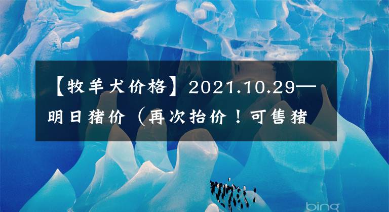 【牧羊犬價格】2021.10.29—明日豬價（再次抬價！可售豬源不多？）