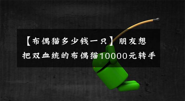 【布偶貓多少錢一只】朋友想把雙血統(tǒng)的布偶貓10000元轉(zhuǎn)手，網(wǎng)友：1000塊不能多了