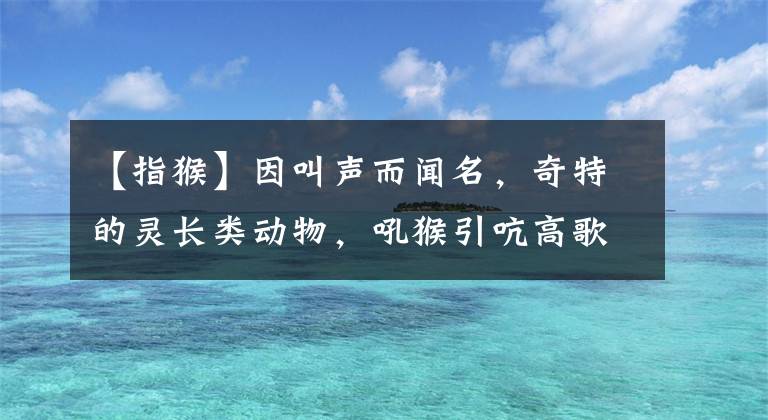 【指猴】因叫聲而聞名，奇特的靈長類動物，吼猴引吭高歌