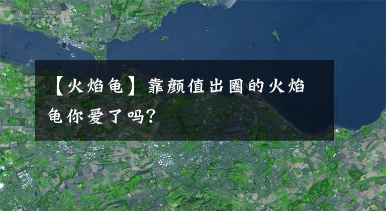 【火焰龜】靠顏值出圈的火焰龜你愛了嗎？