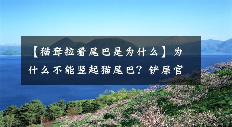 【貓耷拉著尾巴是為什么】為什么不能豎起貓尾巴？鏟屎官必須注意這些潛在的健康威脅。