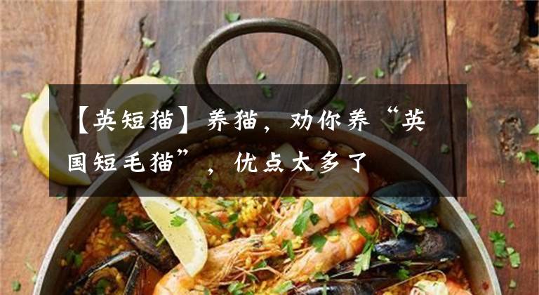 【英短貓】養(yǎng)貓，勸你養(yǎng)“英國短毛貓”，優(yōu)點(diǎn)太多了