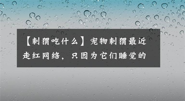 【刺猬吃什么】寵物刺猬最近走紅網絡，只因為它們睡覺的樣子太萌了