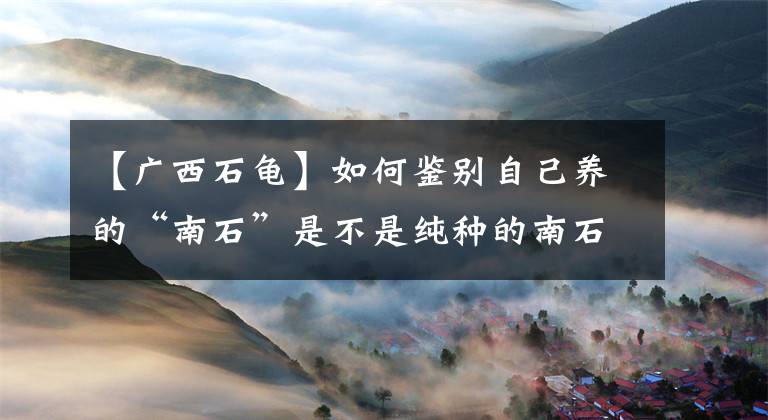 【廣西石龜】如何鑒別自己養(yǎng)的“南石”是不是純種的南石？