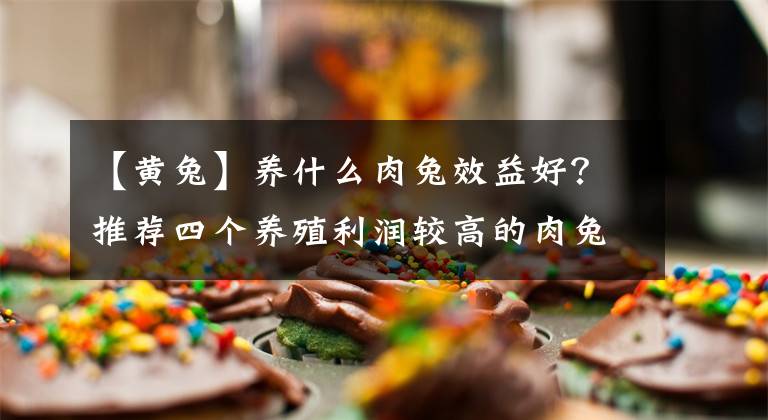 【黃兔】養(yǎng)什么肉兔效益好？推薦四個養(yǎng)殖利潤較高的肉兔品種