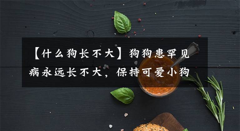 【什么狗長不大】狗狗患罕見病永遠(yuǎn)長不大，保持可愛小狗模樣，吸粉數(shù)萬變網(wǎng)紅狗