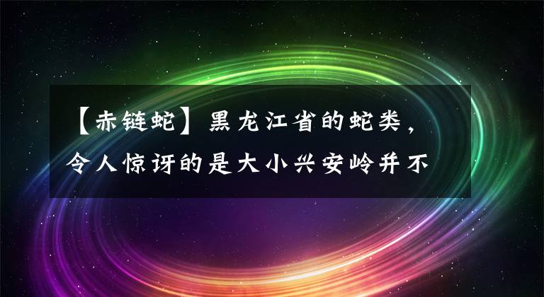 【赤鏈蛇】黑龍江省的蛇類，令人驚訝的是大小興安嶺并不是分布最多的地方