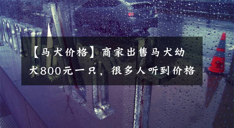 【馬犬價格】商家出售馬犬幼犬800元一只，很多人聽到價格覺得太貴直接離開了