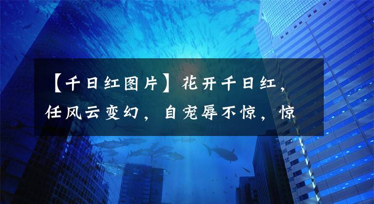 【千日紅圖片】花開千日紅，任風(fēng)云變幻，自寵辱不驚，驚艷了時(shí)光，溫柔了歲月