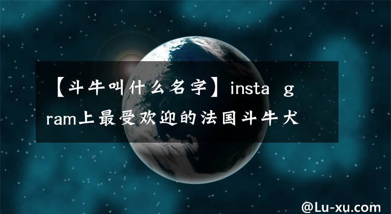 【斗牛叫什么名字】insta gram上最受歡迎的法國斗牛犬