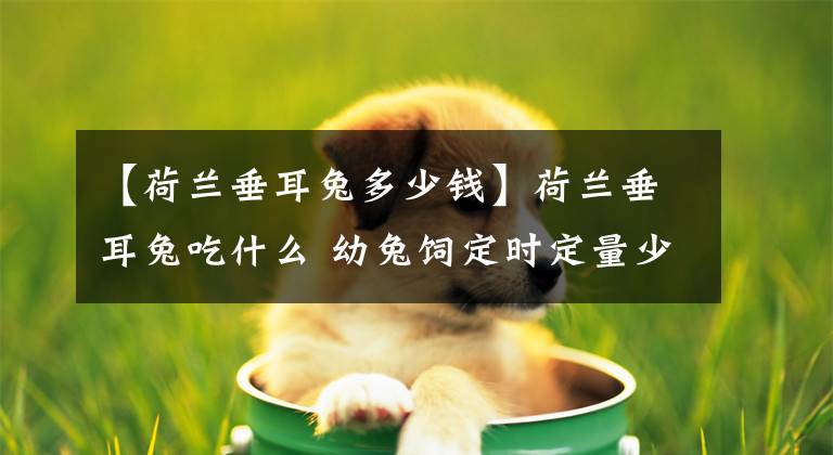 【荷蘭垂耳兔多少錢】荷蘭垂耳兔吃什么 幼兔飼定時定量少量多餐