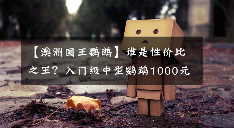 【澳洲國王鸚鵡】誰是性價(jià)比之王？入門級中型鸚鵡1000元左右和尚 吸蜜鸚鵡大比拼