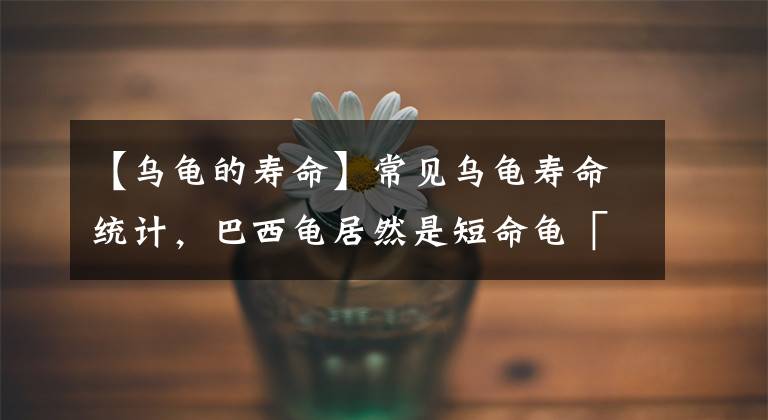 【烏龜?shù)膲勖砍Ｒ姙觚攭勖y(tǒng)計(jì)，巴西龜居然是短命龜「龜谷鱉老」