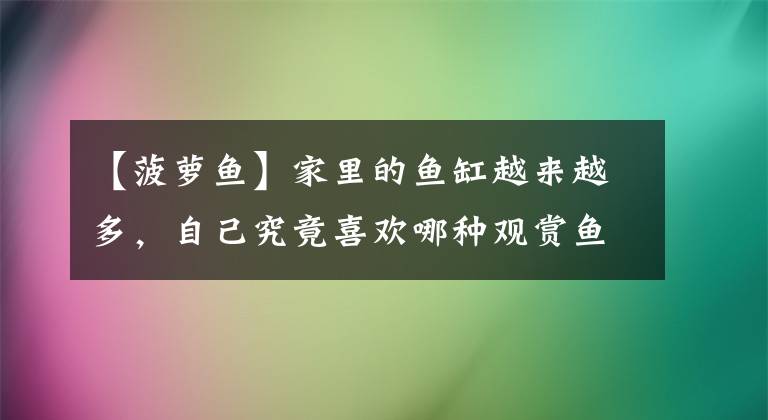 【菠蘿魚】家里的魚缸越來越多，自己究竟喜歡哪種觀賞魚呢？