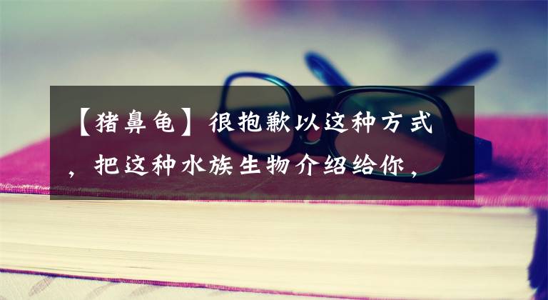 【豬鼻龜】很抱歉以這種方式，把這種水族生物介紹給你，它其實(shí)不屬于魚(yú)缸