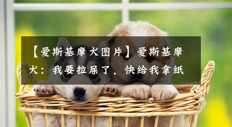 【愛(ài)斯基摩犬圖片】愛(ài)斯基摩犬：我要拉屎了，快給我拿紙墊著~鏟屎官：你有點(diǎn)膨脹啊