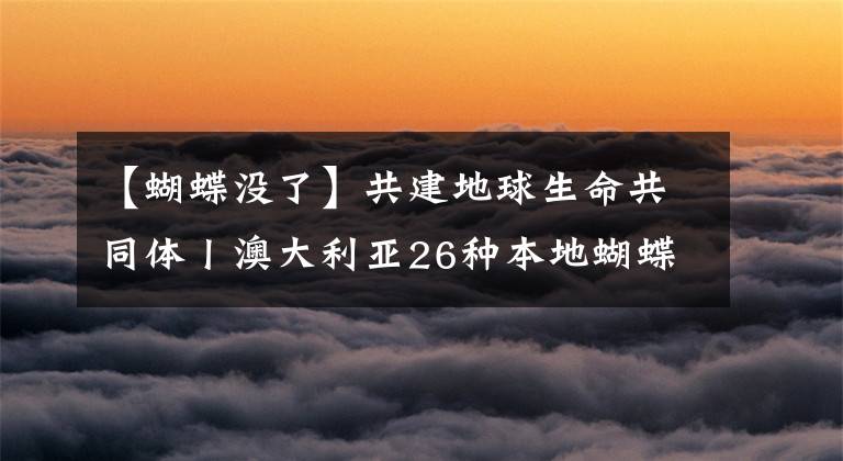 【蝴蝶沒(méi)了】共建地球生命共同體丨澳大利亞26種本地蝴蝶面臨滅絕危險(xiǎn)