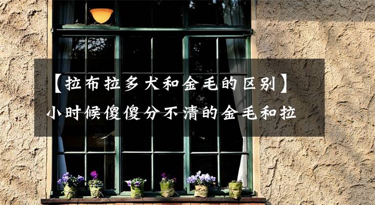 【拉布拉多犬和金毛的區(qū)別】小時候傻傻分不清的金毛和拉布拉多，長大后反差竟然如此之大