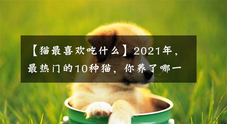 【貓最喜歡吃什么】2021年，最熱門的10種貓，你養(yǎng)了哪一只？