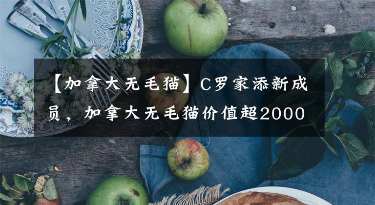 【加拿大無毛貓】C羅家添新成員，加拿大無毛貓價值超2000歐