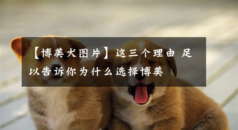 【博美犬圖片】這三個理由 足以告訴你為什么選擇博美