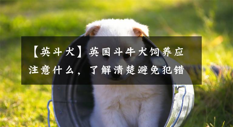 【英斗犬】英國(guó)斗牛犬飼養(yǎng)應(yīng)注意什么，了解清楚避免犯錯(cuò)