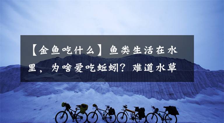 【金魚吃什么】魚類生活在水里，為啥愛吃蚯蚓？難道水草吃夠了，想吃肉了嗎