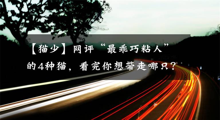 【貓少】網(wǎng)評“最乖巧粘人”的4種貓，看完你想帶走哪只？