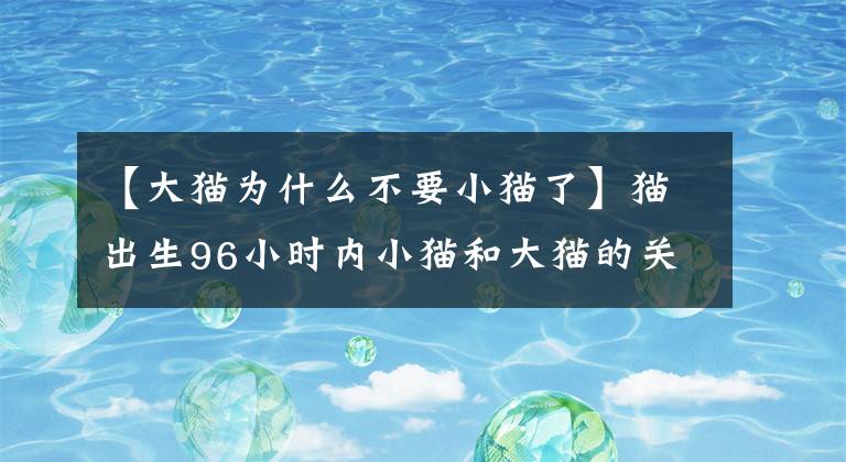 【大貓為什么不要小貓了】貓出生96小時內(nèi)小貓和大貓的關(guān)系要注意