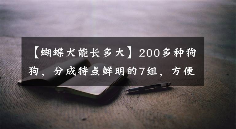 【蝴蝶犬能長多大】200多種狗狗，分成特點(diǎn)鮮明的7組，方便想養(yǎng)狗的人避坑