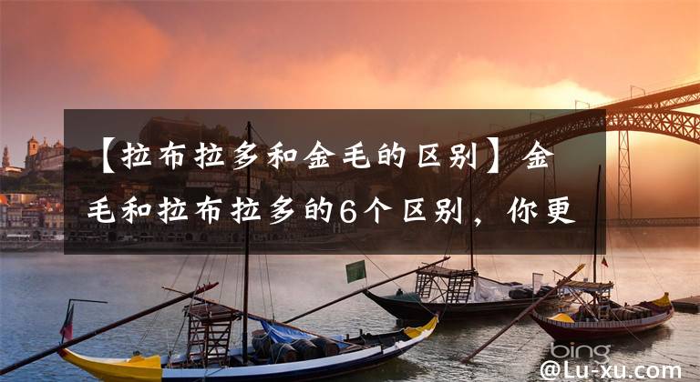 【拉布拉多和金毛的區(qū)別】金毛和拉布拉多的6個(gè)區(qū)別，你更喜歡哪個(gè)？