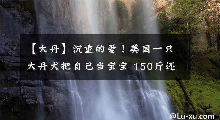 【大丹】沉重的愛(ài)！美國(guó)一只大丹犬把自己當(dāng)寶寶 150斤還跳到主人身上求抱抱