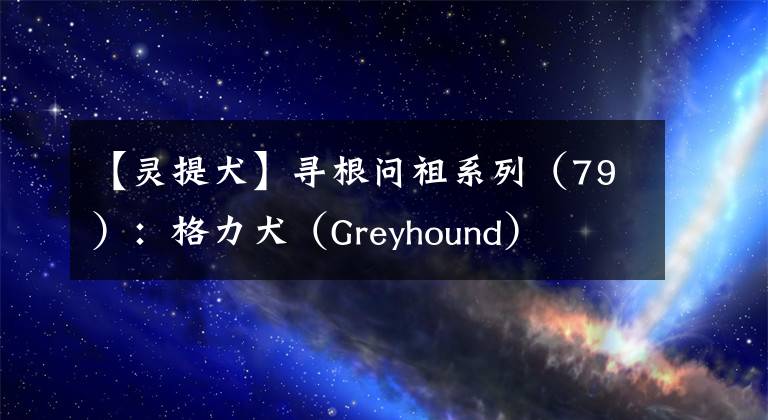 【靈提犬】尋根問(wèn)祖系列（79）：格力犬（Greyhound）