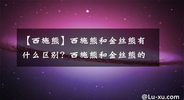 【西施熊】西施熊和金絲熊有什么區(qū)別？西施熊和金絲熊的區(qū)別