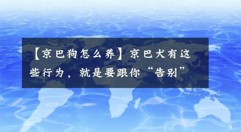 【京巴狗怎么養(yǎng)】京巴犬有這些行為，就是要跟你“告別”了