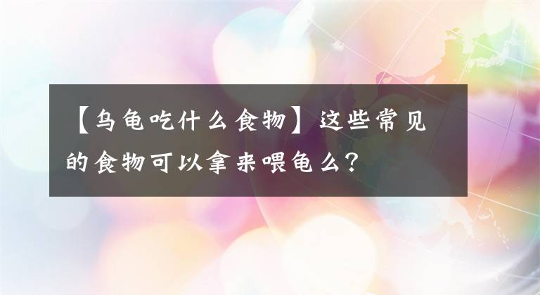 【烏龜吃什么食物】這些常見的食物可以拿來喂龜么？