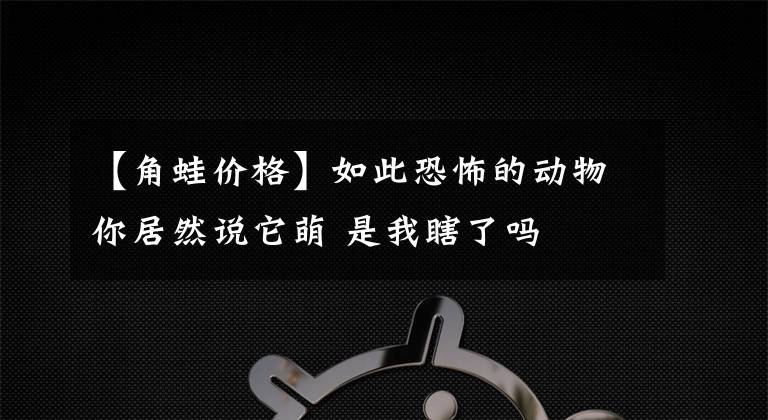 【角蛙價格】如此恐怖的動物你居然說它萌 是我瞎了嗎